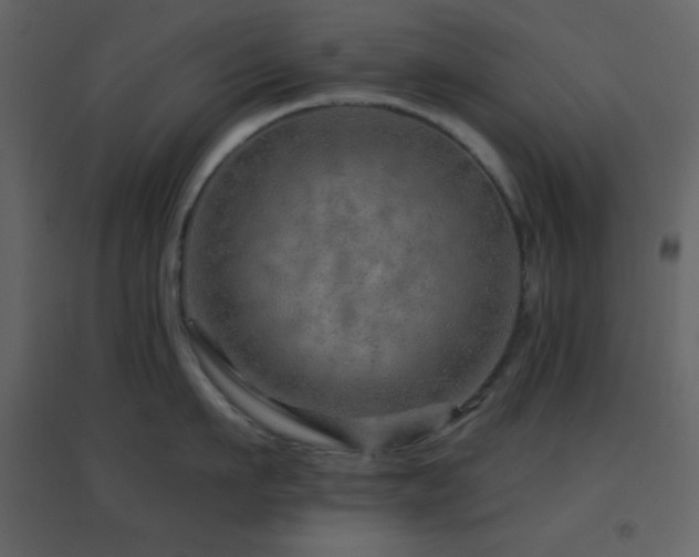 X0000096690911200802051343