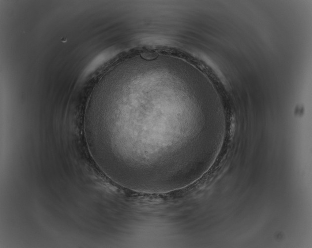 X0000096690919200802051342