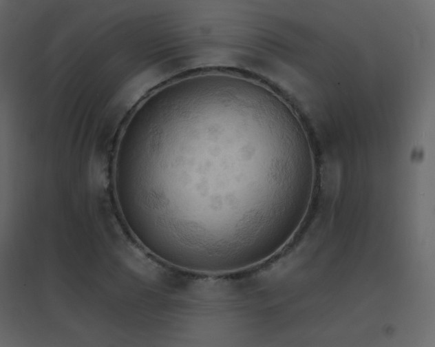 X0000096690929200802051342