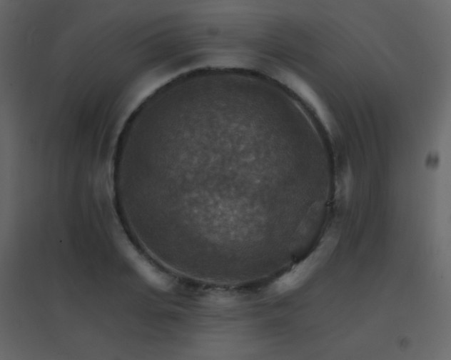 X0000096690935200802051343