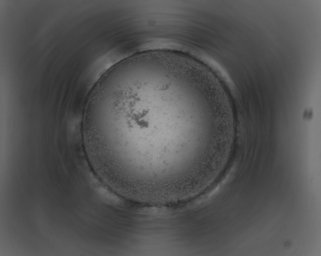 X0000096690937200802051343