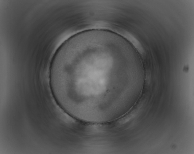 X0000096690950200802051343