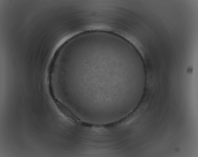 X0000096690983200802051342