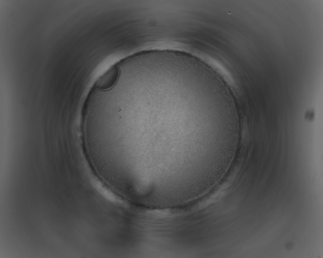 X0000096690990200802051342
