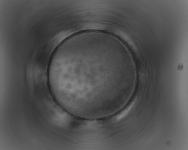 X0000096691025200802051341