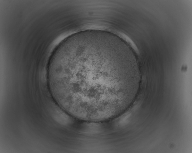 X0000096691027200802051341