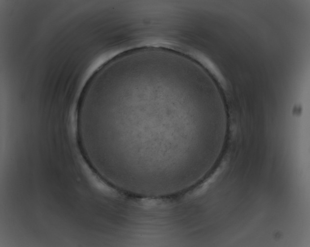X0000096691032200802051341