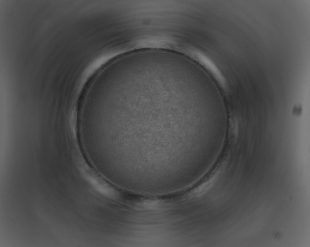 X0000096691035200802051341