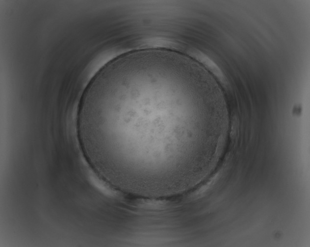 X0000096691039200802051341
