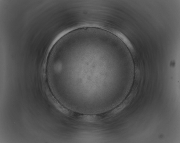 X0000096691052200802051341