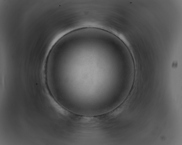 X0000096691056200802051341