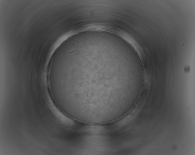 X0000096691090200802051340