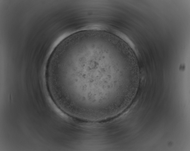 X0000096691091200802051340