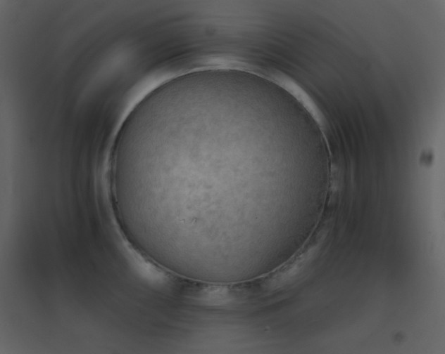 X0000096691098200802051340