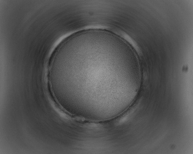 X0000096691124200802051339