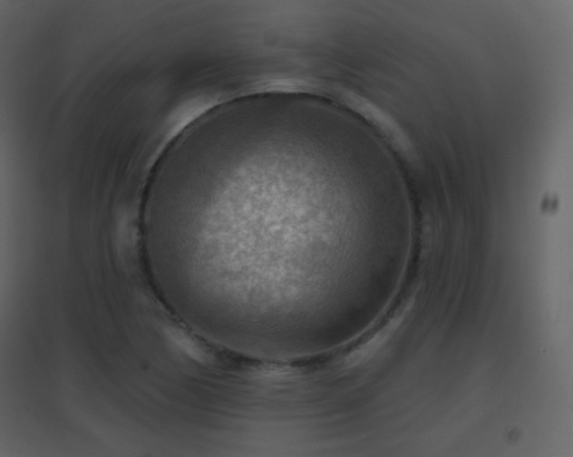 X0000096691170200802051339