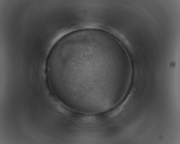 X0000096691174200802051339