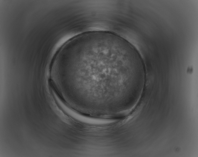 X0000096691179200802051339