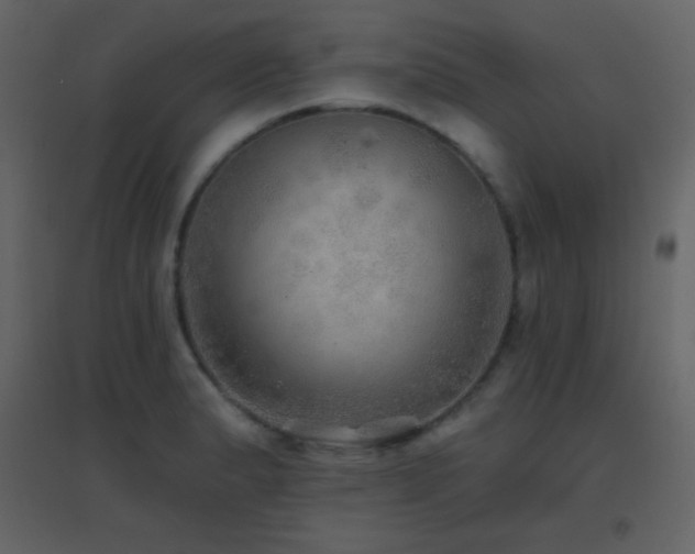 X0000096691183200802051339