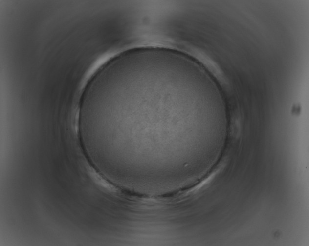 X0000096691224200802051338