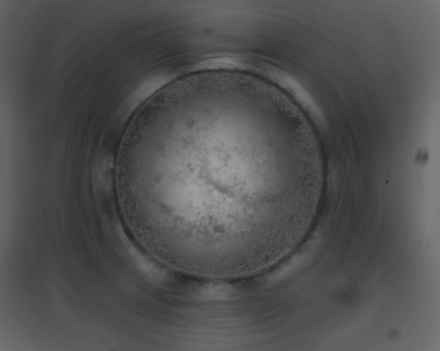 X0000096691233200802051338