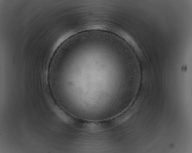 X0000096691234200802051338