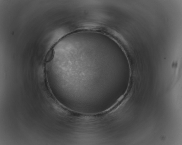 X0000096691362200802051336