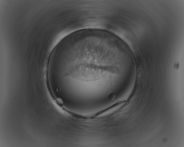 X0000096691383200802051335