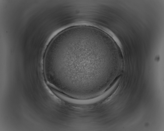 X0000096691388200802051335