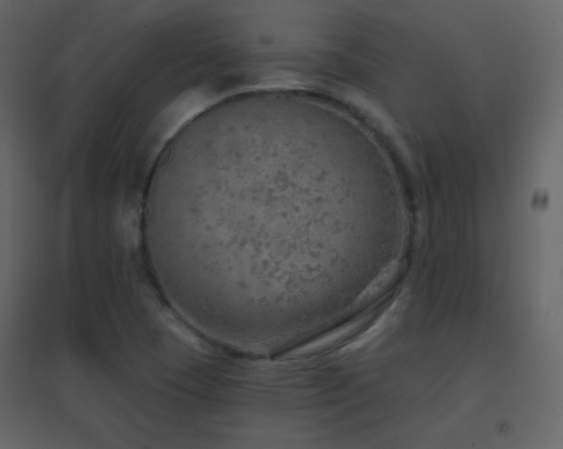 X0000096691409200802051335
