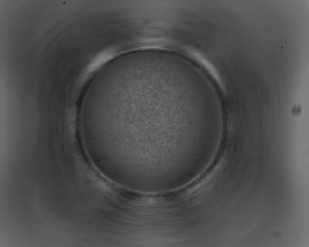 X0000096691411200802051335