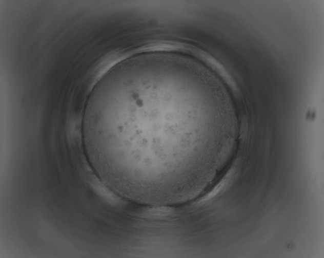 X0000096691417200802051335