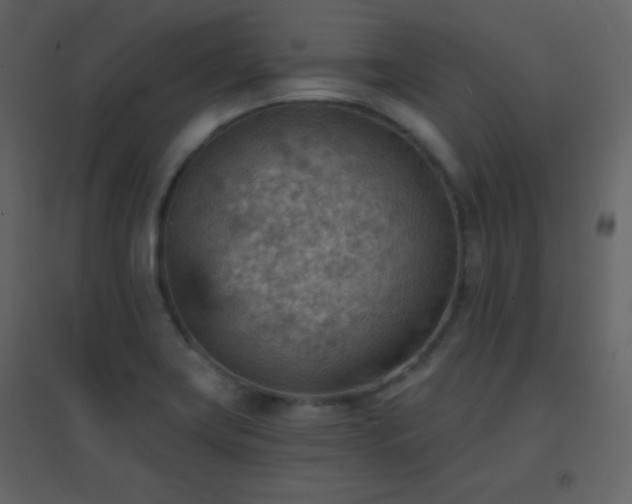 X0000096691419200802051335