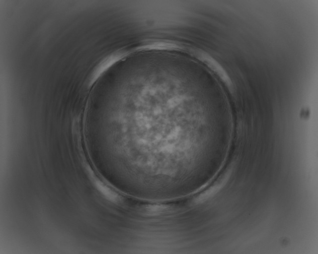 X0000096691425200802051335