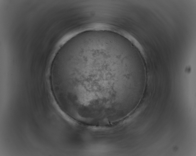 X0000096691429200802051335