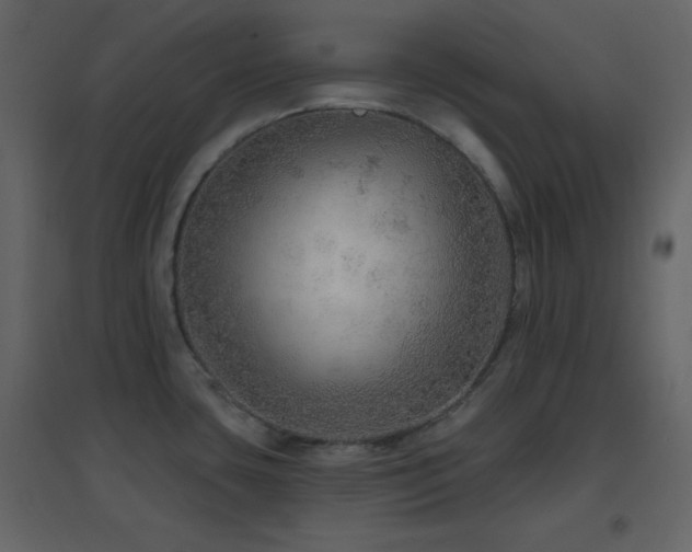 X0000096691435200802051335