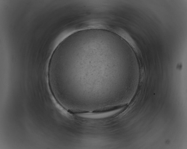 X0000096691439200802051335