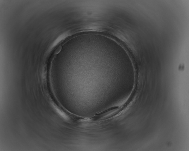 X0000096691450200802051334