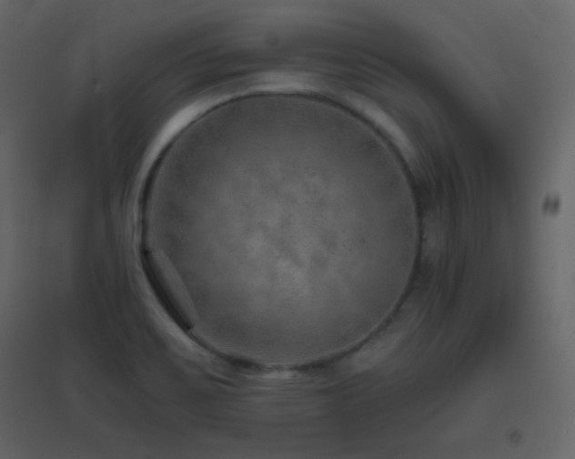 X0000096691467200802051334