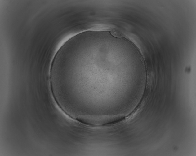 X0000096691487200802051334