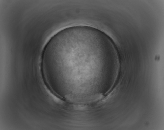 X0000096691508200802051333