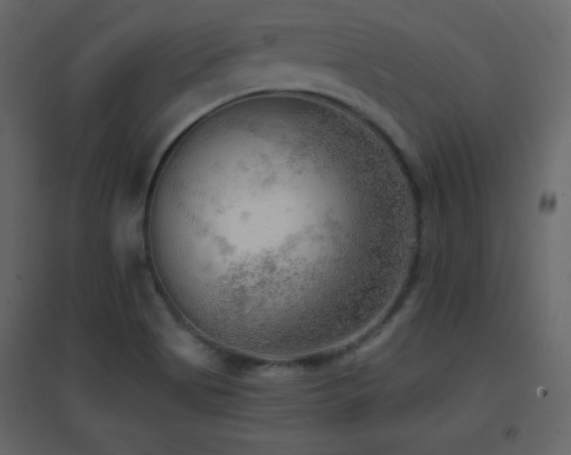 X0000096691513200802051333