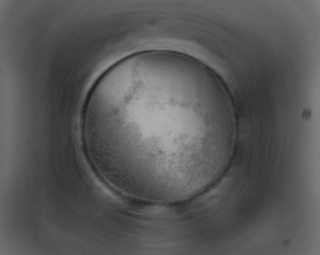 X0000096691517200802051333
