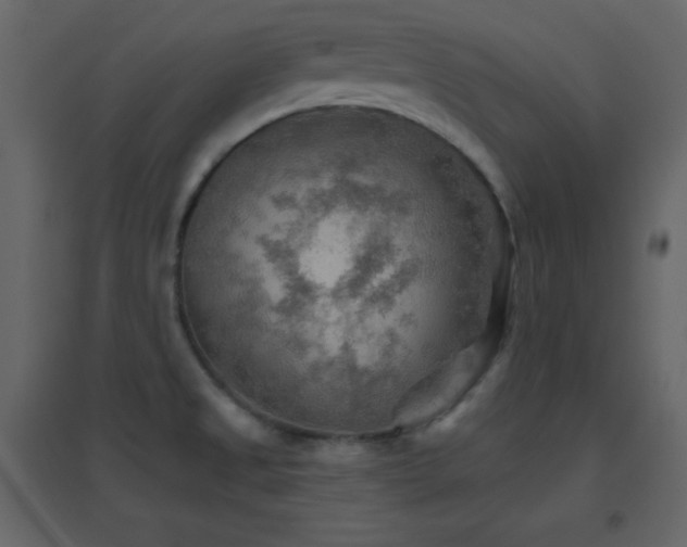 X0000096691525200802051334