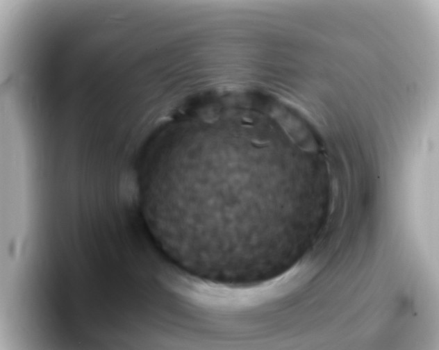 X0000096690048200802121241