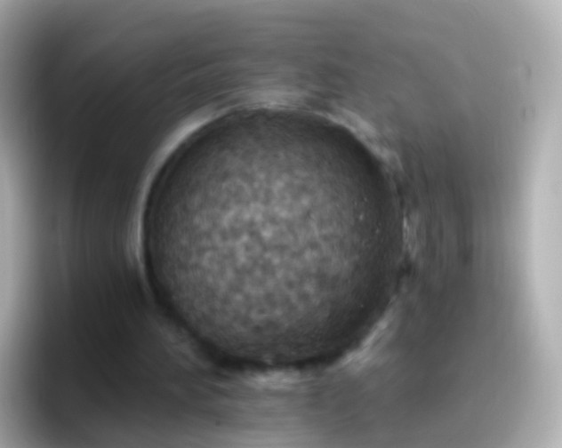 X0000096690196200802121239