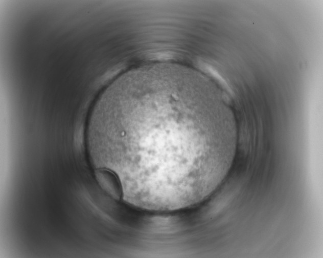 X0000096690394200802121236