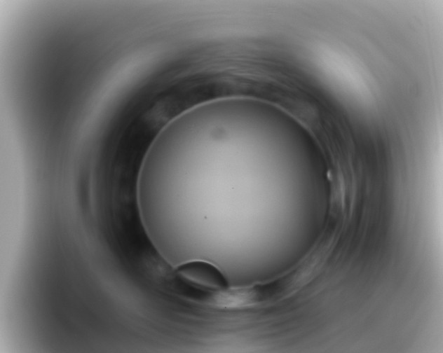 X0000096690526200802121235