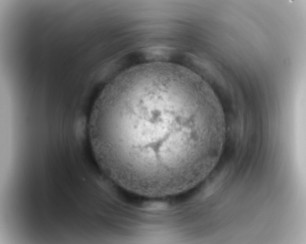 X0000096690649200802121233