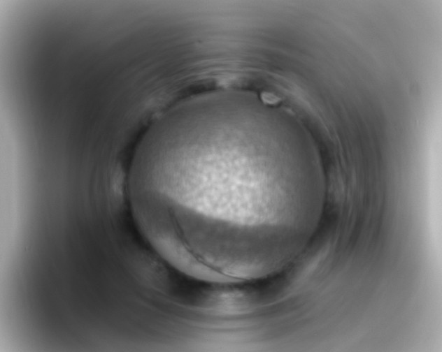 X0000096690650200802121233